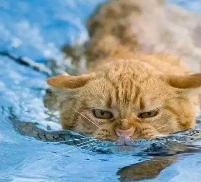 猫会游泳么？猫会游泳吗？