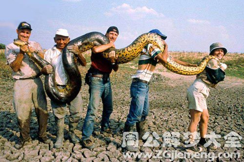 梦见一条大蛇是什么意思，梦见一条大蛇是什么意思